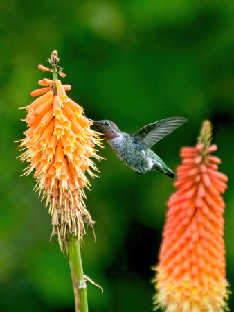 Anna's hummingbird feeding from torch lily flowers on sunny day in Victoria BCの写真素材