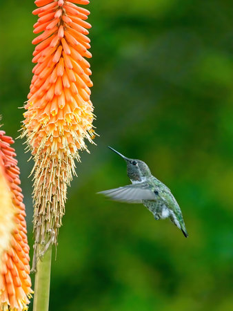 Anna's hummingbird feeding from torch lily flowers on sunny day in Victoria BCの写真素材