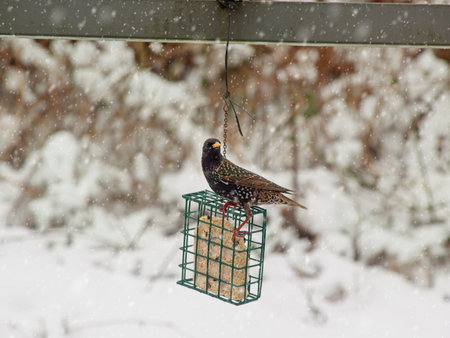 Starling (Sturnus vulgaris) on a feeder in the snowの写真素材