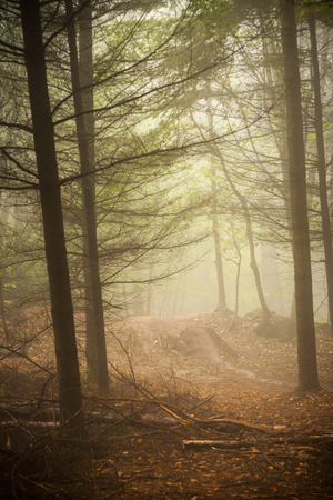 Vertical shot of a track going through a scary, fairytale-like autumn forest covered in fogの写真素材