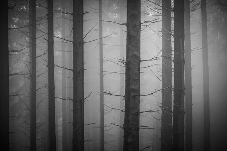 Dark and gloomy pine tree silhouettes in a foggy forest in autumnの写真素材