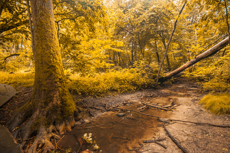 Digitally manipulated photo of a forest with lots of trees and bushes and a small creek to look like autumnの写真素材