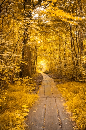 Digitally manipulated photo of a forest with lots of trees and bushes and wooden path leading into the woodsの写真素材