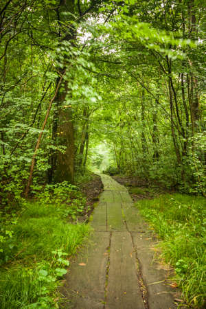Vibrant, green forest with lots of trees and bushes and a wooden path leading into the woodsの写真素材