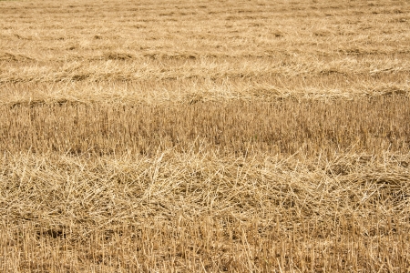 Photo of canted wheat field covering the whole frameの写真素材