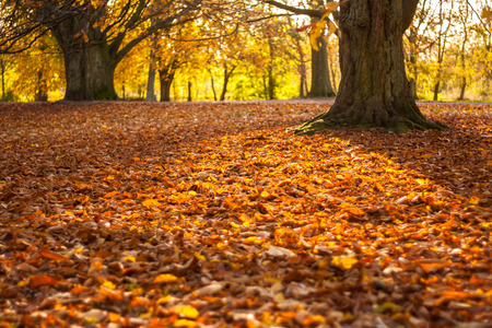 Fallen orange leaves in autumn with trees in the backgroundの写真素材