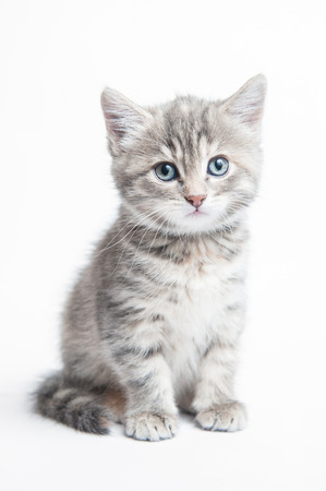 Sitting grey striped kitten on a white backgroundの写真素材