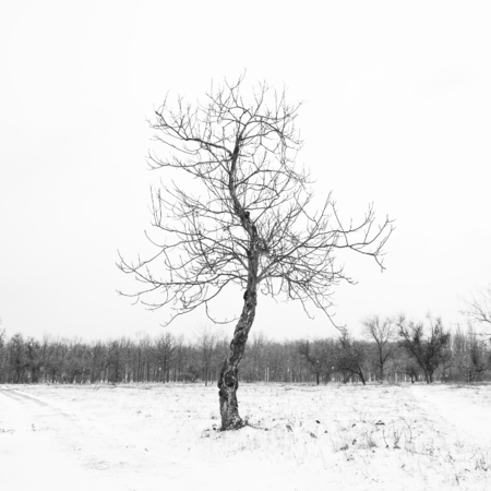 Lonely bare tree in in winter with snow on the ground and forest in the backの写真素材