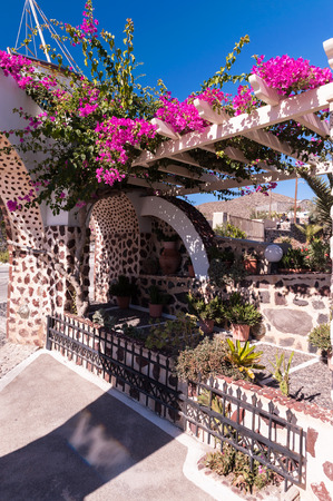 Bougainvillea growing on the entrance of one of the restaurants of Akrotiri on the southern peninsula of Santorini island in Greece on a sunny clear dayの写真素材
