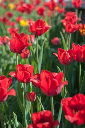Narrow focus photos of blooming tulip garden on a sunny dayの写真素材