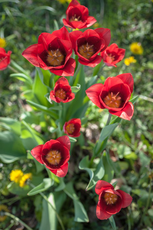 Narrow focus photos of blooming tulip garden on a sunny dayの写真素材