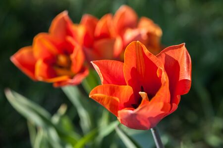 Narrow focus photos of blooming tulip garden on a sunny dayの写真素材