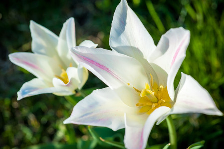 Narrow focus photos of blooming white tulip garden on a sunny dayの写真素材