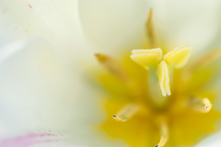 Close up macro shot of the inside of white blooming tulipの写真素材