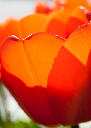Close up macro shot of a red blooming tulip on a sunny dayの写真素材