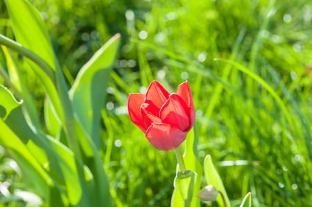 Narrow focus photos of blooming tulip garden on a sunny dayの写真素材
