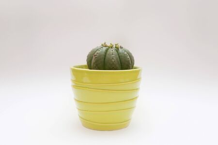 Cactus on a plain backgroundの写真素材