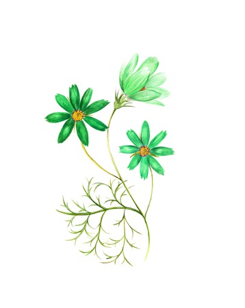 Watercolor painting of a cosmos flower branch with three flowersの写真素材