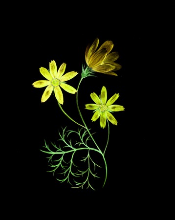 Neon watercolor painting of a cosmos flower branch with three flowersの写真素材