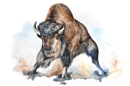 Watercolor illustration of an angry bison surrounded by dust cloudsの写真素材