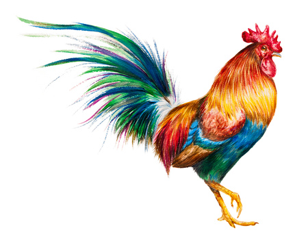 Watercolor photorealistic illustration of a vibrant rooster. Perfect for illustration of the 2017 chinese new year, restaurants, menus or any traditional art-related illustration.の写真素材