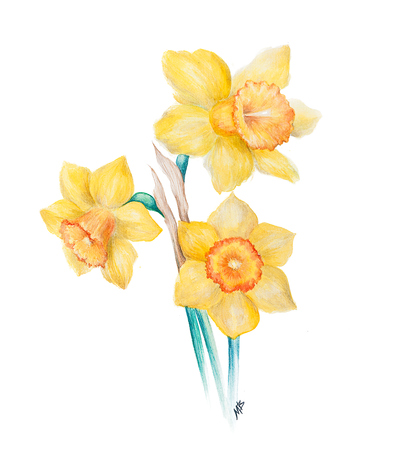 Watercolor Narcissus flowersの写真素材