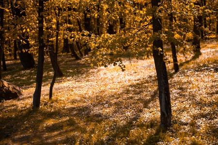 Autumn orange forest with strong vegetation, no people. Shot on a sunny, peaceful day.の写真素材
