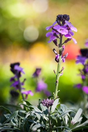 Macro shot with narrow depth of field of a lavender flowers on a bright sunny day. Soft, natural bokeh background.の写真素材