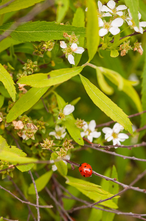 Macro closeup shot of a ladybug insect on a bush on a sunny summer dayの写真素材