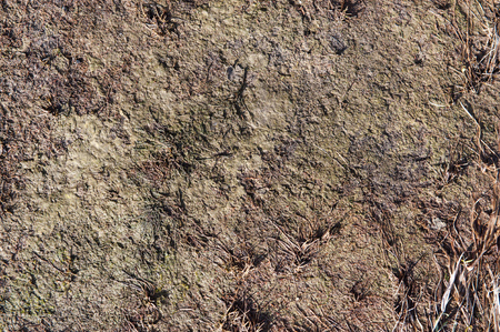 Closeup shot of wet soil and mud with algae and organic garbage. Perfect for natural textures.の写真素材