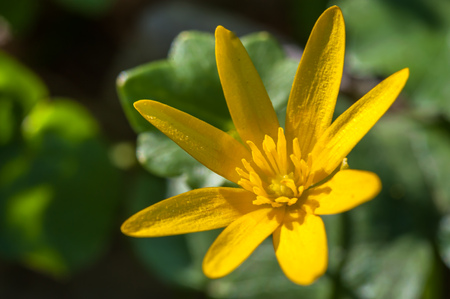 Macroshot of yellow blooming buttercups (Ficaria verna) commonly known as lesser celandine or pilewort in a forest, shot on a sunny bright summer or spring day. Grows on a spring European meadow.の写真素材