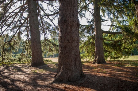 View from beneath the huge pine trees with long shadows on the ground from the hot summer sunの写真素材