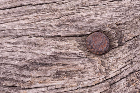Macro closeup shot of an old wooden log with an old nail. Perfect for textures or backgroundの写真素材