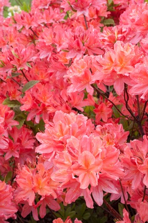 Rhododendron flowers blooming at the botanical garden in Kiev, Ukraine. Macro shots of bright pink flowers blooming.の写真素材