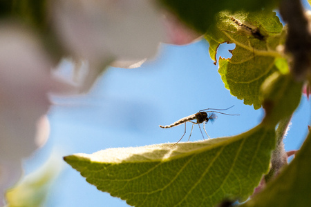 Macro shot of a mosquito resting on a green leaf of a blooming cherry tree on a bright sunny dayの写真素材