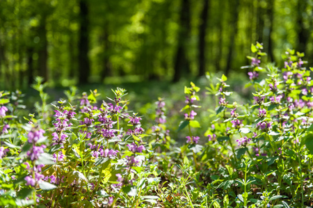 Green forest with strong vegetation, lots of grass, flowers and trees, no people. Shot on a sunny, peaceful dayの写真素材