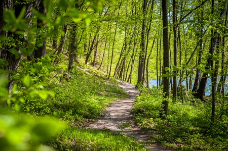 Green forest with strong vegetation, lots of grass, flowers and trees, no people. Shot on a sunny, peaceful dayの写真素材