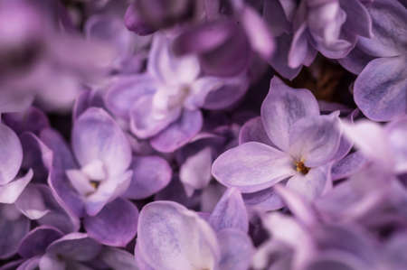 Macro closeup shot of purple lilac flowers shot of bright sunny day.の写真素材