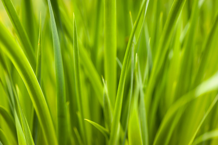 Closeup macro shot with narrow depth of field of the clean glass fieldの写真素材