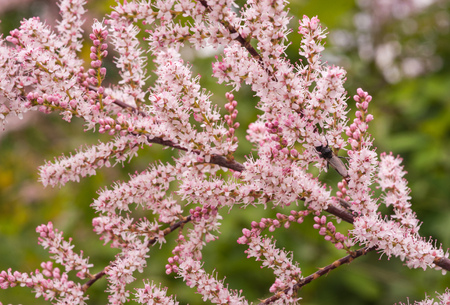 Macro closeup shot of a branch of blooming tamarix pink flowers shot on a sunny summer dayの写真素材
