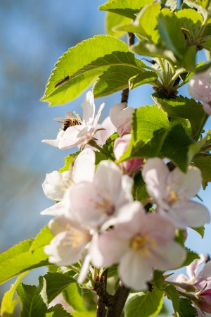 Macro shots of white cherry flowers shot on a bright sunny day with a blue sky and soft bokeh in the background.の写真素材
