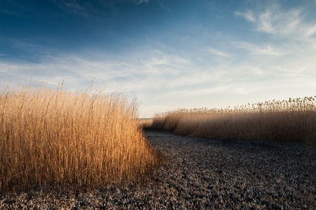Landscape shots of the burned down reed fields and dead trees on the Kuyalnik salt lake in Odessa, Ukraine. Shot on a sunny spring dayの写真素材