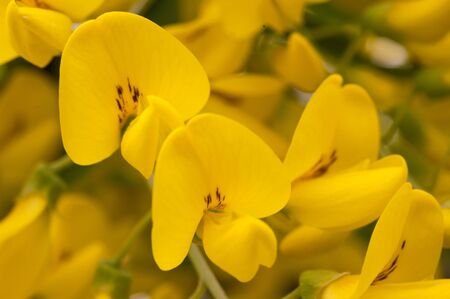 Macro closeup shot of bright yellow acacia blooming flowers. Shot on a sunny summer dayの写真素材