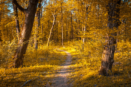 Autumn orange forest with strong vegetation, no people. Shot on a sunny, peaceful day.の写真素材