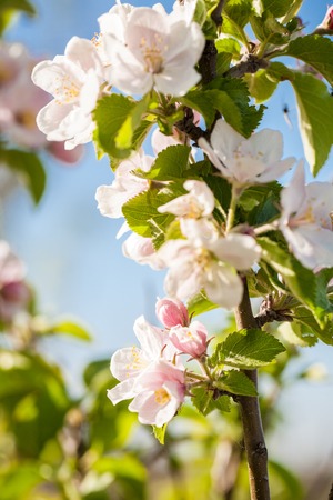 Macro shots of white cherry flowers shot on a bright sunny day with a blue sky and soft bokeh in the background.の写真素材