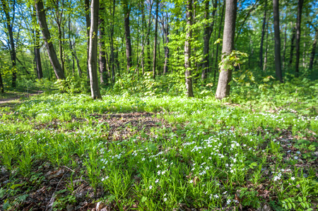 Green forest with strong vegetation, lots of grass, flowers and trees, no people. Shot on a sunny, peaceful dayの写真素材