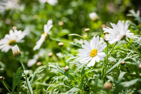 Macro shot of a chamomile flowers shot on a bright sunny day. with a soft background bokeh.の写真素材
