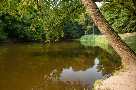 Sun shining on one of the small lakes in Goloseevo park in Kiev, Ukraine. Shot on a sunny hot summer day with a big tree on the foreground.の写真素材