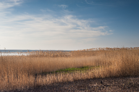 Landscape shots of the burned down reed fields and dead trees on the Kuyalnik salt lake in Odessa, Ukraine. Shot on a sunny spring dayの写真素材