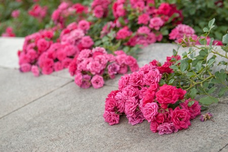 Pink roses growing in the gardens of Pechersk Lavra Monastery in Kiev, Ukraine. Shot with soft evening light. Lots of summer rosesの写真素材